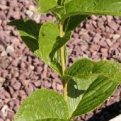 Weigela middendorffiana 