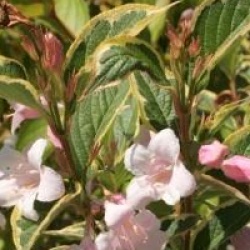 Weigela 'Nana Variegata'