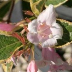 Weigela 'Nana Variegata'