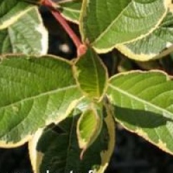 Weigela 'Nana Variegata'