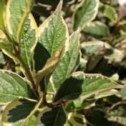 Weigela 'Nana Variegata'