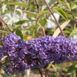 Buddleja davidii 'Nanho Blue'