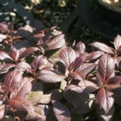 Weigela florida Minor Black 'Verweig 3' cov