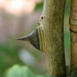 Zanthoxylum simulans