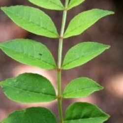 Zanthoxylum simulans