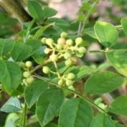 Zanthoxylum simulans