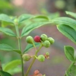 Zanthoxylum simulans