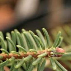 Abies delavayi - Sapin de Delavayi