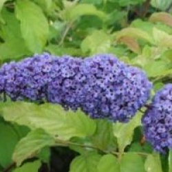 Buddleja davidii 'Nanho Purple'