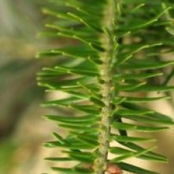 Abies nordmanniana 