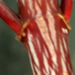 Acer davidii 'Karmen' - �rable davidii Karmen