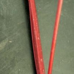 Acer davidii 'Karmen'