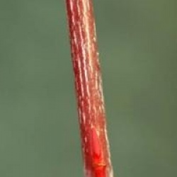 Acer davidii 'Karmen'