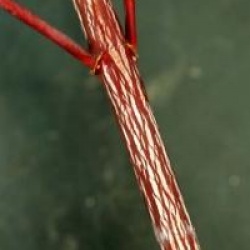 Acer davidii 'Karmen'