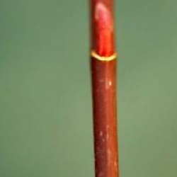 �rable Purple Bark