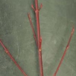 Acer davidii 'Purple Bark'