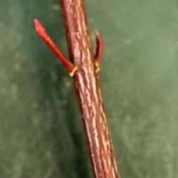 Acer davidii 'Purple Bark'