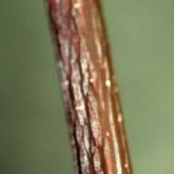 Acer davidii 'Purple Bark'