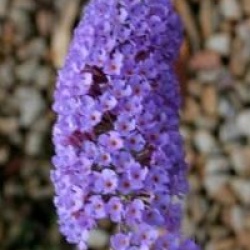 Buddleja davidii 'Nanho Purple'