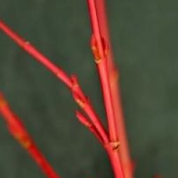 Acer Silver Cardinal