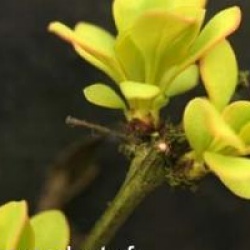 Berberis thunbergii 'Aurea'