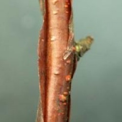 Betula albosinensis 'Fascination'