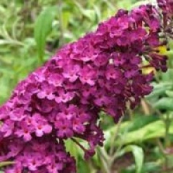 Buddleja davidii 'Royal Red'