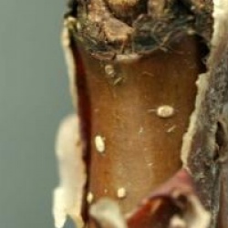 Betula costata  - Bouleau de Mandchourie