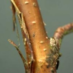 Betula utilis var. jacquemontii 'Jermyns' - Bouleau Jermyns