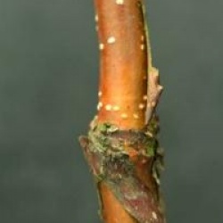 Betula utilis var. jacquemontii 'Jermyns'