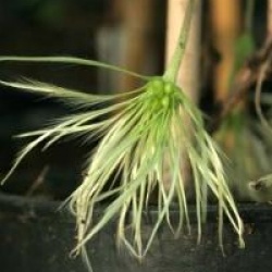 Clematis cirrhosa var. purpurascens 'Jingle Bells' - Cl�matite cirrhosa Jingles Bells