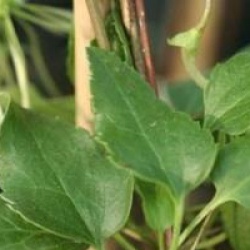 Clematis cirrhosa var. purpurascens 'Jingle Bells'