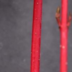 Cornus alba 'Sibirica' - Cornouiller blanc de Sib�rie