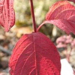 Cornus alba 'Sibirica'