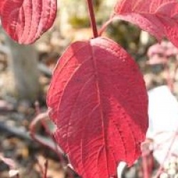 Cornus alba 'Sibirica'