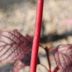 Cornus alba 'Sibirica'