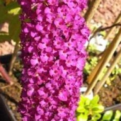 Buddleja davidii 'Royal Red'