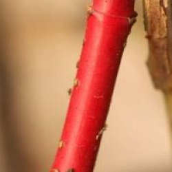 Cornus alba 'Sibirica'