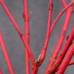 Cornus alba 'Sibirica'