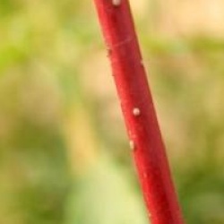 Cornus alba 'Sibirica'