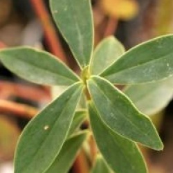 Daphne tangutica - Daphn� du Tibet