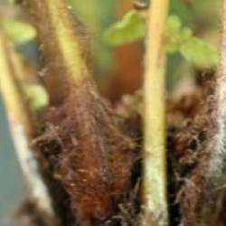 Dicksonia sellowiana  - Dicksonia sellowiana 