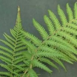 Dicksonia sellowiana 