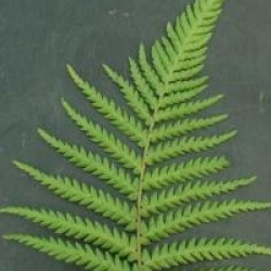 Dicksonia sellowiana 