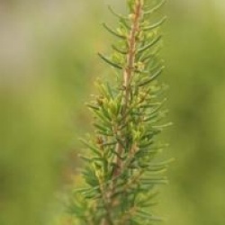 Bruy�re en arbre alpina