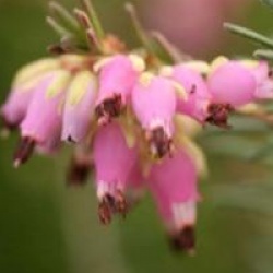 Erica carnea 'Myretoun Ruby' - Bruy�re d'hiver Myretoun Ruby