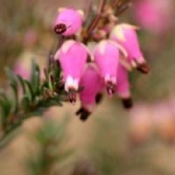 Erica carnea 'Myretoun Ruby'