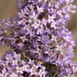 Buddleja salvifolia - Buddleia � feuilles de sauge