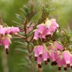 Erica carnea 'Myretoun Ruby'