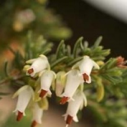 Erica carnea 'Springwood White' - Bruy�re d'hiver Springwood White